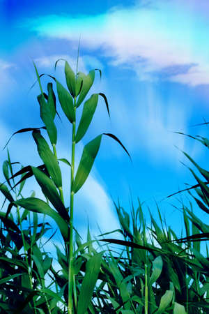 beautiful clean bright sky on green herbの写真素材