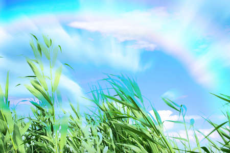 beautiful clean bright sky on green herbの写真素材