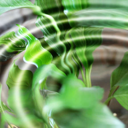 abstract scene with texture living natureの写真素材