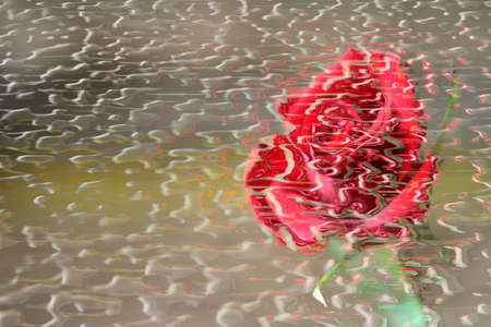 abstract scene with flower roseの写真素材