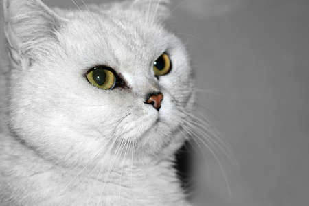 abstract catの写真素材