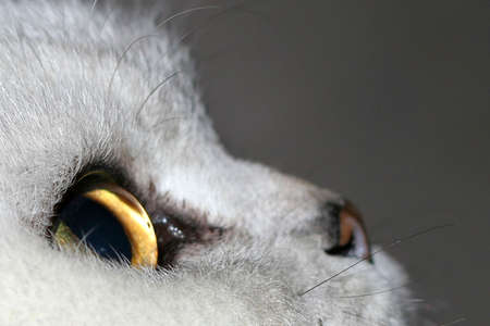 abstract catの写真素材