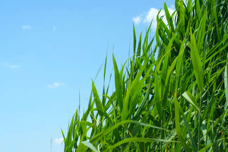 grassの写真素材