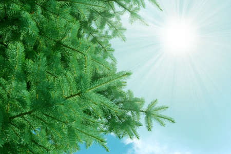 abstract scene with sunlight and pineの写真素材