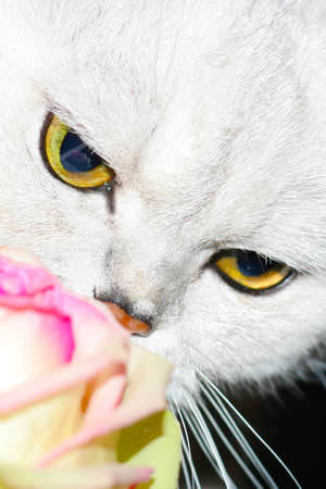 cat and roseの写真素材