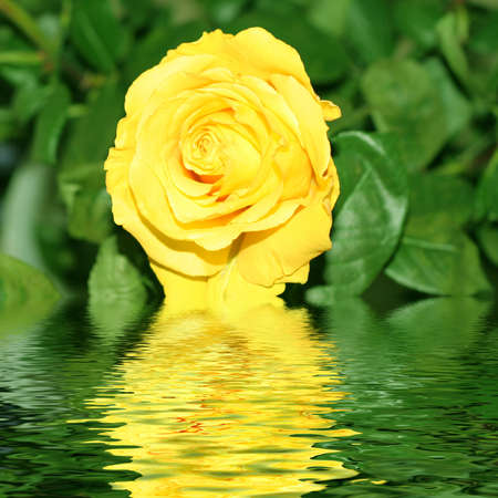 floral compositionの写真素材