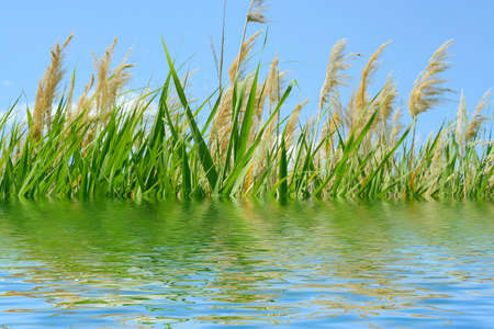 reflection green plant in surfaces of water