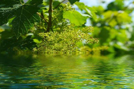 reflection sour grapes in surfaces of waterの写真素材