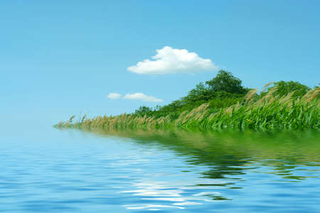 reflection green plant in surfaces of waterの写真素材