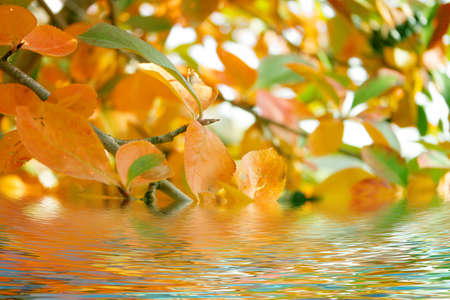 autumn landscapeの写真素材