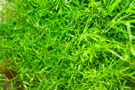 meadow