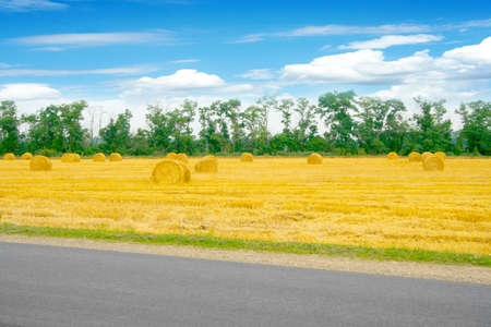 scene with grain fieldの写真素材