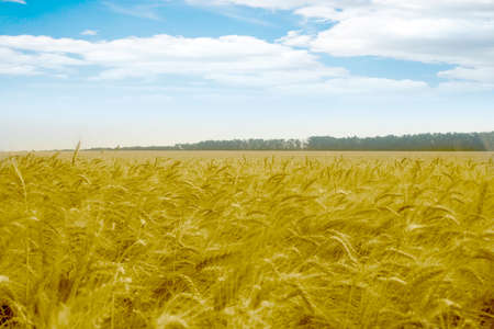 scene with grain fieldの写真素材