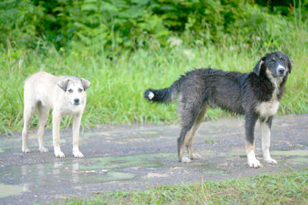 scene two dogs on rural road in forrest