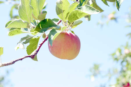 abstract scene with ripe apples on the treeの写真素材
