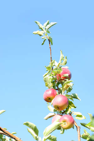 scene with ripe apples on the tree の写真素材