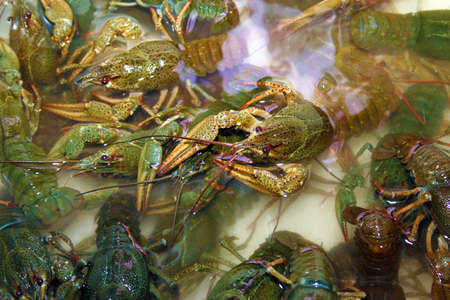 abstract river crayfish