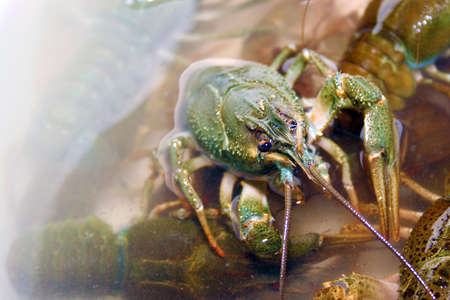 scene river crayfish in water as illustrationの写真素材