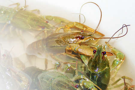 abstract scene river crayfish in water as illustration