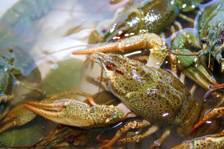 abstract scene river crayfish in water as illustration