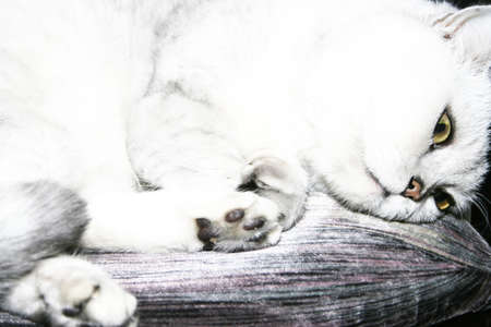 abstract scene with cat as animal backgroud 
