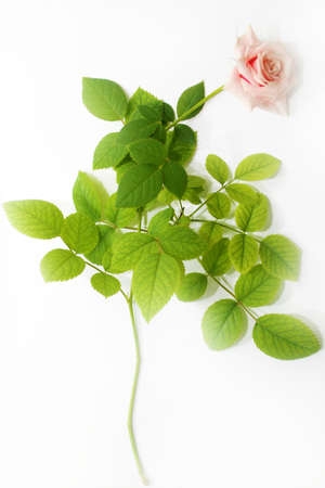 abstract with rose as floral backgroundの写真素材