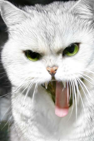 abstract scene with home pedigreed cat as animal backgroundの写真素材