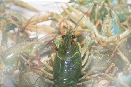 abstract river crayfish as illustration 
