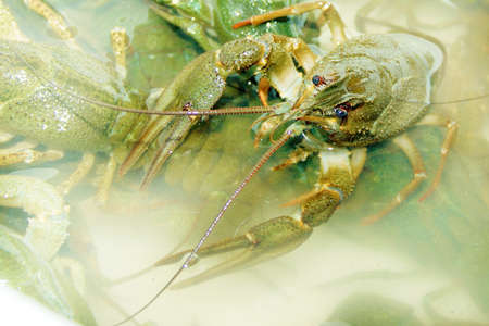 abstract river crayfish in water as illustration fauna
