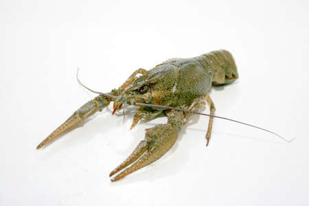 abstract scene river crayfish in water as illustration fauna