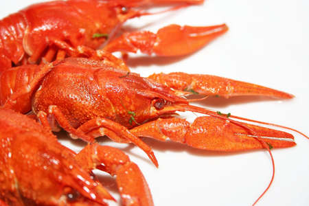 abstract scene river crayfishes as bio food 