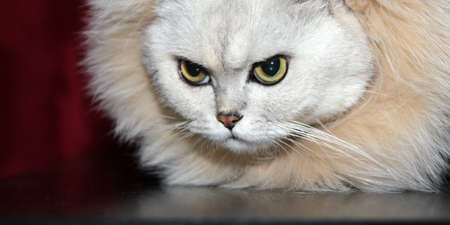 abstract home pedigreed cat as animal background