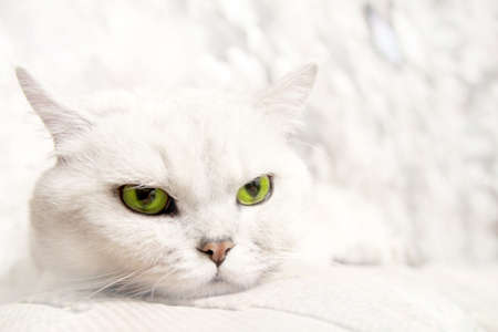 scene beautiful home cat as animal backgroundの写真素材