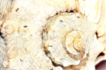 scene seashell as illustration type sea fauna