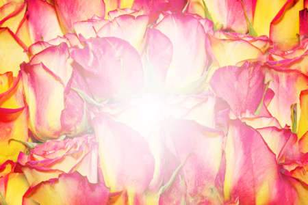 abstract scene with flower rose as floral backgroundの写真素材