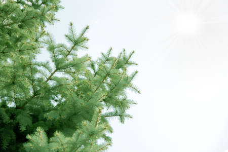 Scene green pine as illustration flora