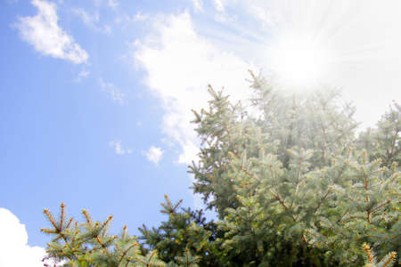 scene green pine as illustration floraの写真素材