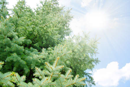 scene green pine as illustration floraの写真素材