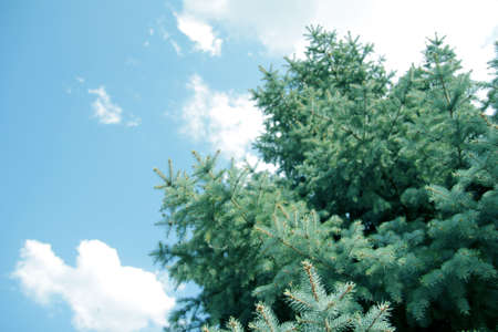 scene green pine as illustration floraの写真素材