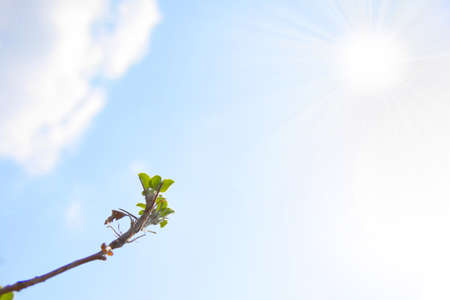 blossom tree cherry as illustration spring seasonの写真素材