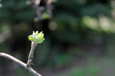 blossom tree cherry as illustration spring season