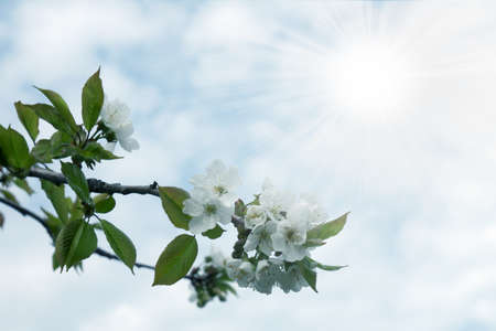 blossom tree cherry as illustration spring seasonの写真素材