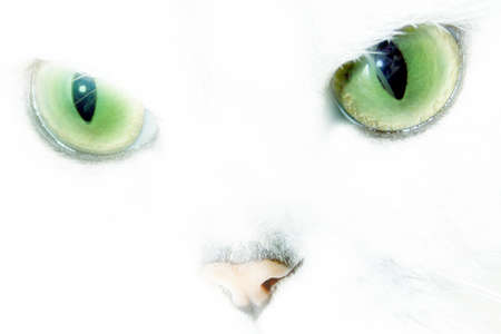 scene pedigreed cat as illustration animal worldの写真素材