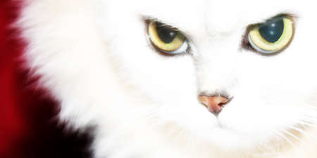 scene pedigreed cat as illustration animal worldの写真素材