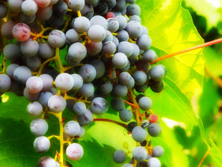 beautiful ripe grape as illustration season harvest