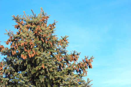branches pine on background cloudless sky