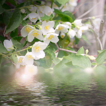 white flowerses shrubbery jasmine as symbol springtimeの写真素材