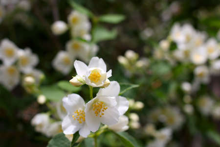 white flowerses shrubbery jasmine as symbol springtimeの写真素材