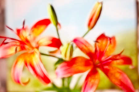 beautiful bright flower lily on opened natural backgroundの写真素材