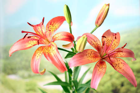 beautiful bright flower lily on opened natural backgroundの写真素材